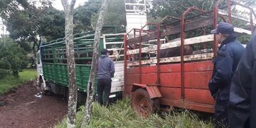 Los animales enjaulados fueron devueltos a su dueño\u002E (San Vicente)