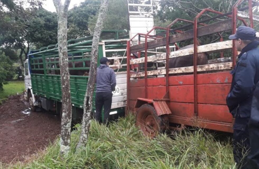 Recuperan ganado robado en San Vicente