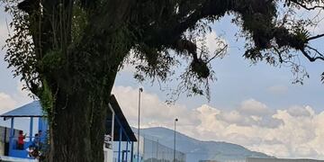 Árbol en cancha de fútbol (Foto: La Red)\u002E