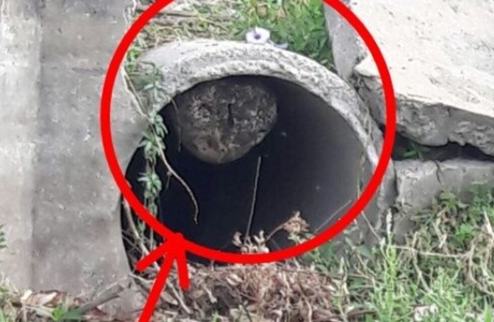 Carlos Paz: niños jugaban en la Costanera y los atacaron abejas