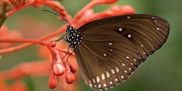 Desafío viral en las redes sociales (Facebook)