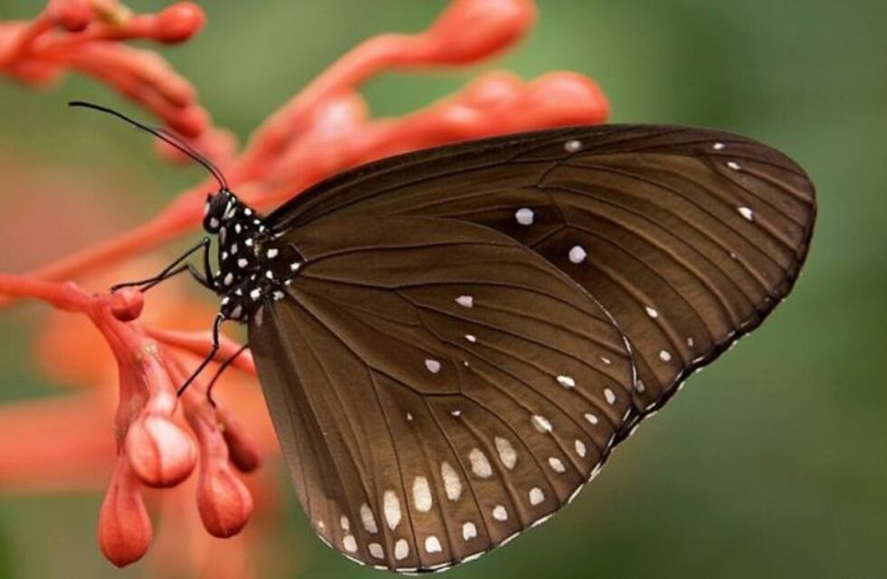 Hay que encontrar una mariposa, un pato y un murciélago en la imagen