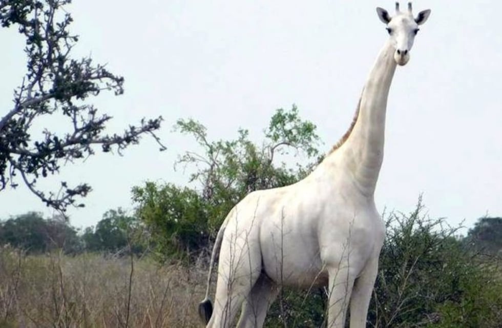 Fotografiaron a la única jirafa blanca que queda en el planeta