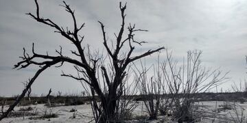 Vegetación petrificada\u002E Actualidad 2020 - PH Mariana Zapata