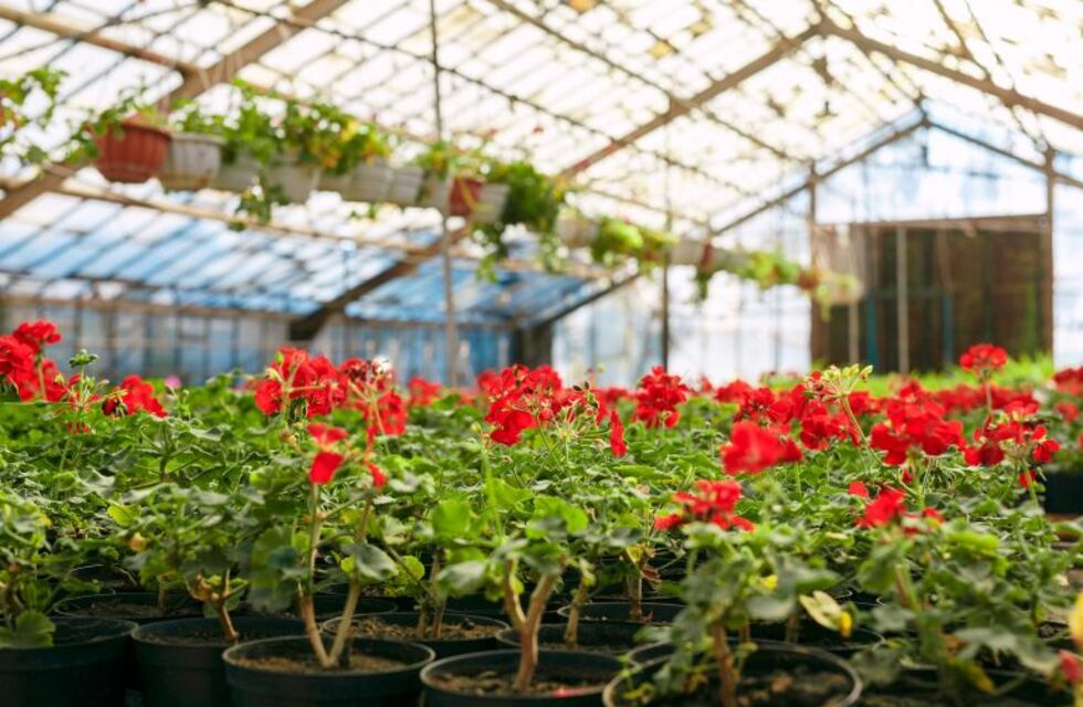 ¡A ponele bufanda a nuestra huerta!