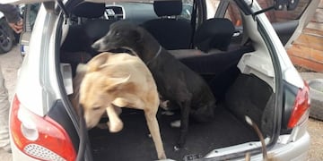 Rescatan a siete galgos hacinados en baúles de autos en el sur de Córdoba