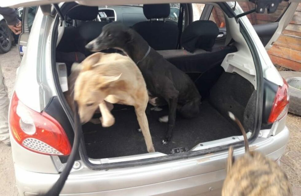 Rescatan a siete galgos hacinados en baúles de autos en el sur de Córdoba