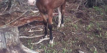 Shrek - Caballo Ushuaia