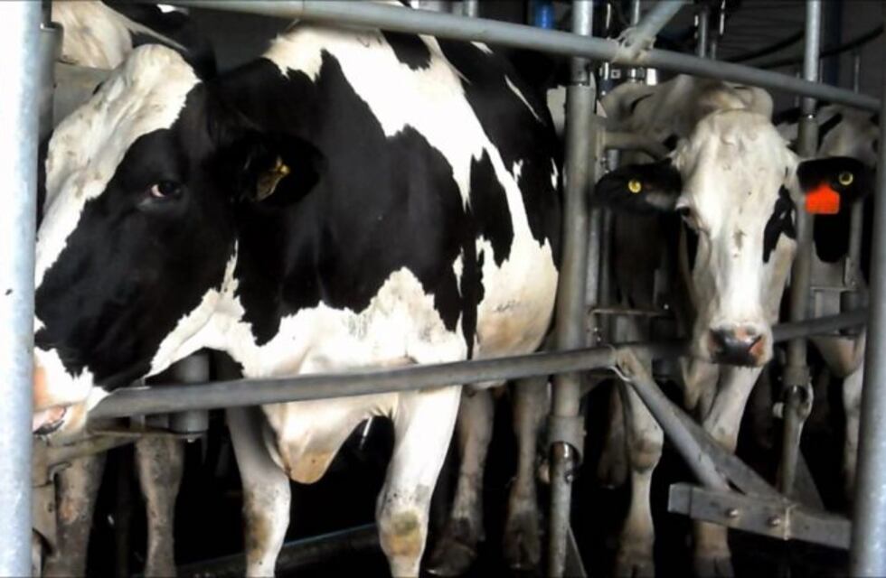 La caída en la producción láctea en 2016 fue la peor en 46 años