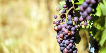Viñedos