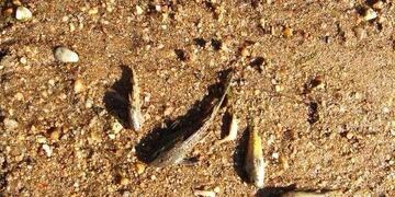 Analizaron el agua para ver si estaba contaminada, pero dio negativo\u002E