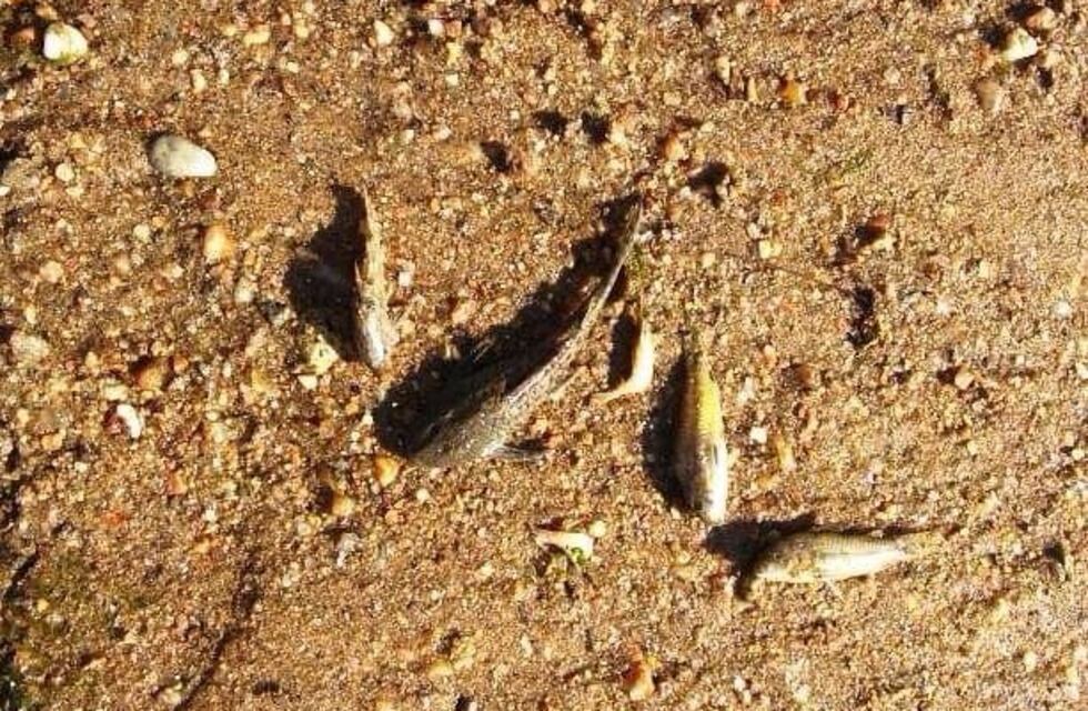 Investigan por la aparición de peces muertos en el Rio Quinto
