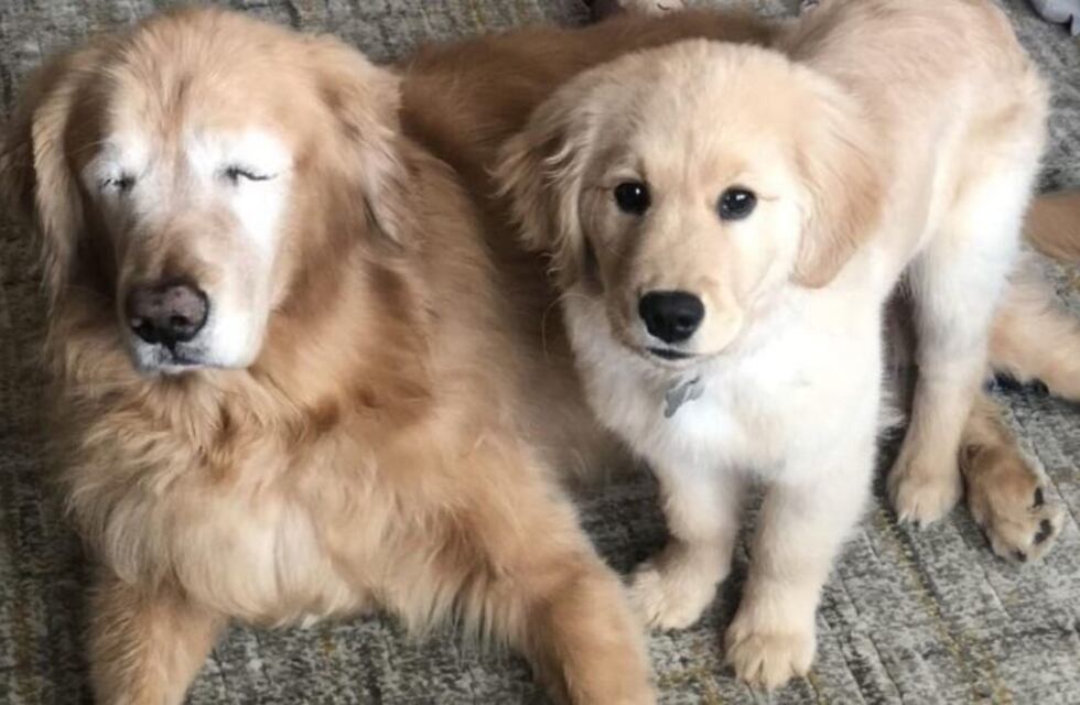 Un cachorro sirve de guía a su amigo perruno luego de quedar ciego