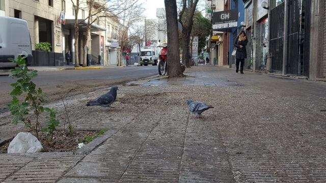 Cortan una calle por el excremento de paloma