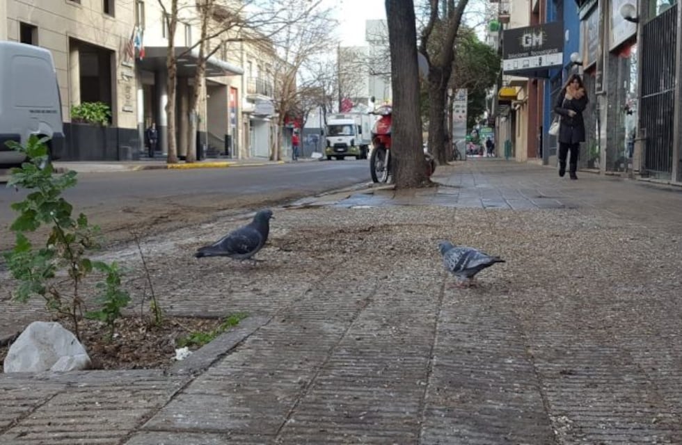 Cortan una calle tras accidentes de tránsito por culpa del excremento de palomas