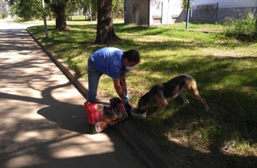Encargados de Bio Animalis y Municipalidad alimentan a perros en situación de calle