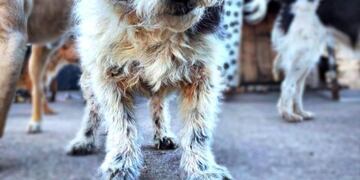 Los perritos del Santuario Los Caleritos necesitan ayuda para seguir alimentándose\u002E