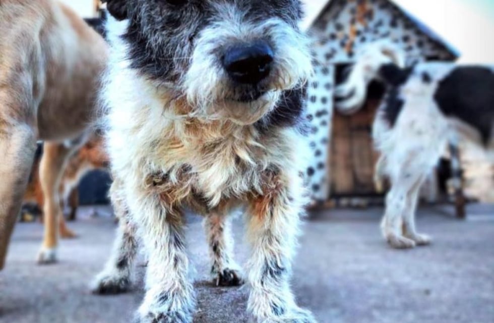 Refugio canino necesita ayuda para poder alimentar a los perritos