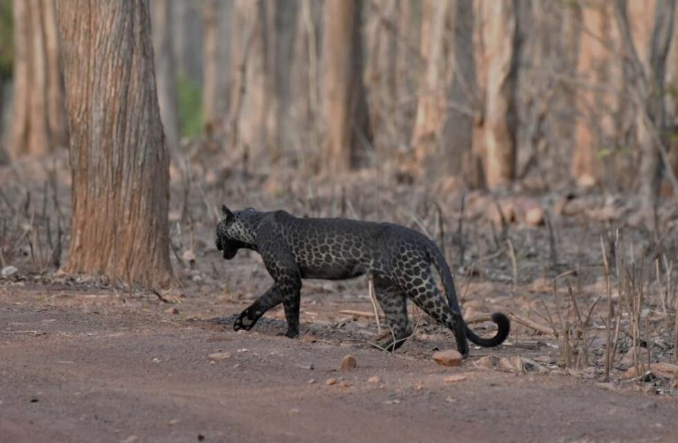 En India una turista pudo fotografiar a un exótico leopardo negro
