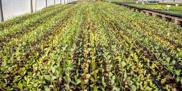 Renca compra plantines para huerta municipal