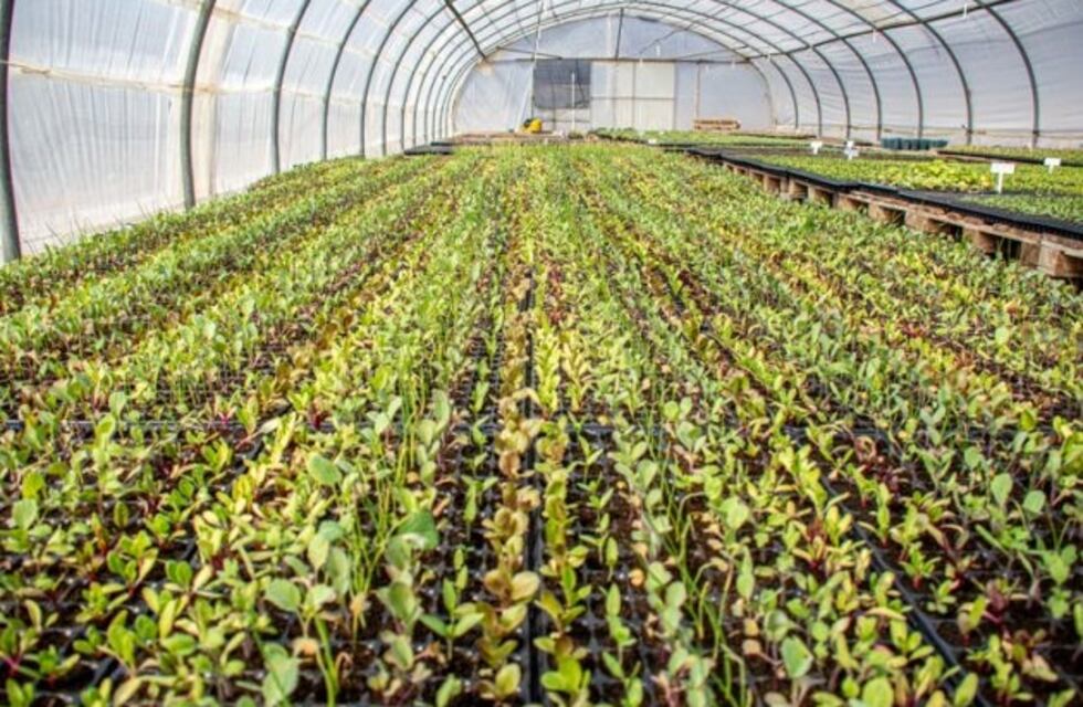 Renca tendrá una huerta municipal con plantines de Sol Puntano