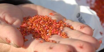 Mosca del Mediterraneo