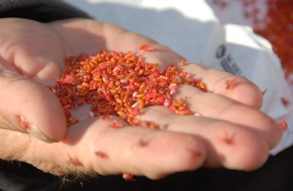 Inicia una nueva liberación de moscas del Mediterráneo estériles