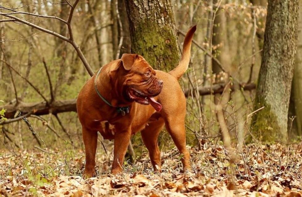 Un ferroviario neuquino está grave luego de haber sido atacado por dos perros