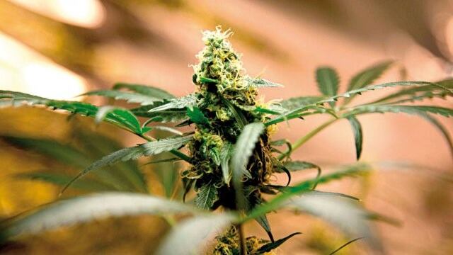 Marihuana con uso medicinal en Mendoza