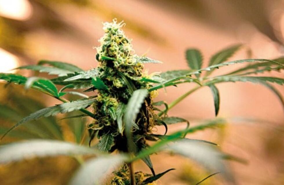 Abrirán clínica de marihuana para uso medicinal en Mendoza