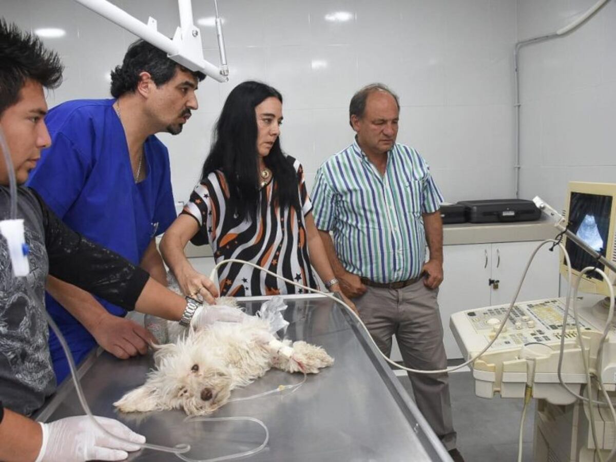 El Hospital de Mascotas de Salta recibió la donación de un ecógrafo