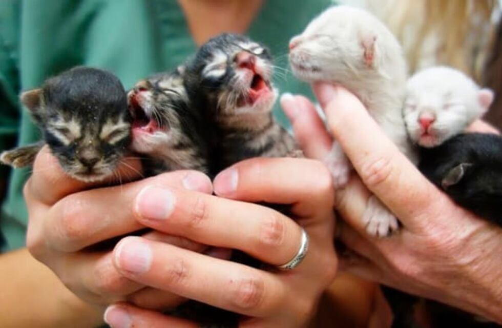 Crueldad animal: encontraron 5 gatitos tirados en una bolsa