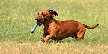 Se viene el encuentro de perros salchichas\u002E