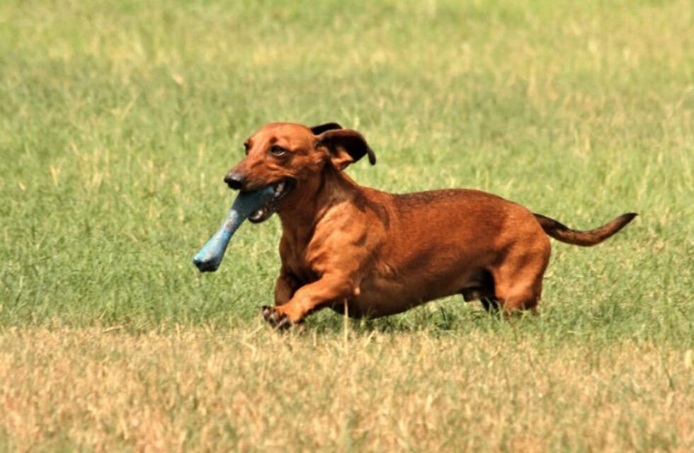 Segundo encuentro de perros salchicha en Villa General Belgrano