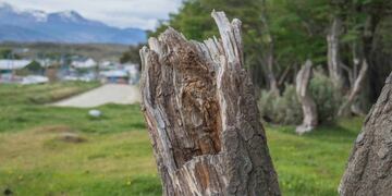 Bosques usurpados Ushuaia