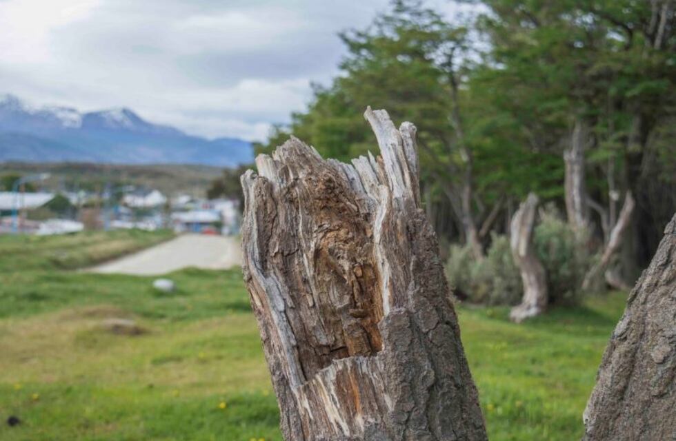 Candidatos a concejales proponen que en Ushuaia haya más árboles