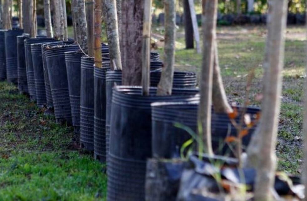 Piden que el Municipio reactive el vivero que está abandonado