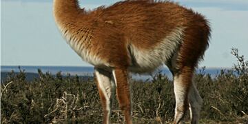 Guanacos Fueguinos