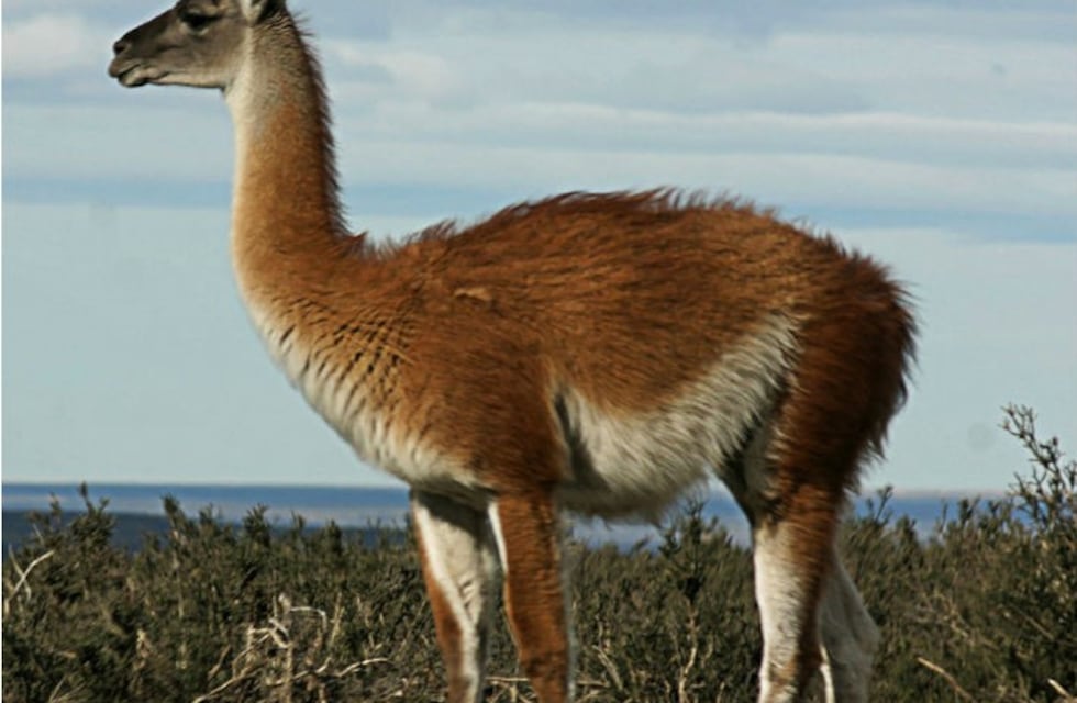 Fundación Vida Silvestre lanzó la campaña "Los guanacos de Tierra del Fuego necesitan tu ayuda"