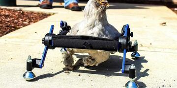 Una niña explotó de bronca porque se burlaron de su gallina discapacitada (Foto: Mikayla Feehan/web)