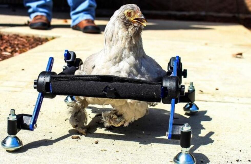 Una niña explotó de bronca porque se burlaron de su gallina discapacitada