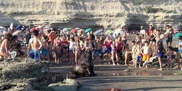 Apareció un lobo marino entre la multitud de gente en las playas de La Lobería