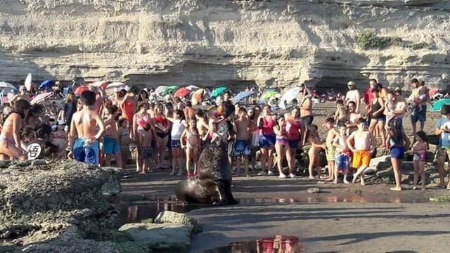 Apareció un lobo marino entre la multitud de gente en las playas de La Lobería