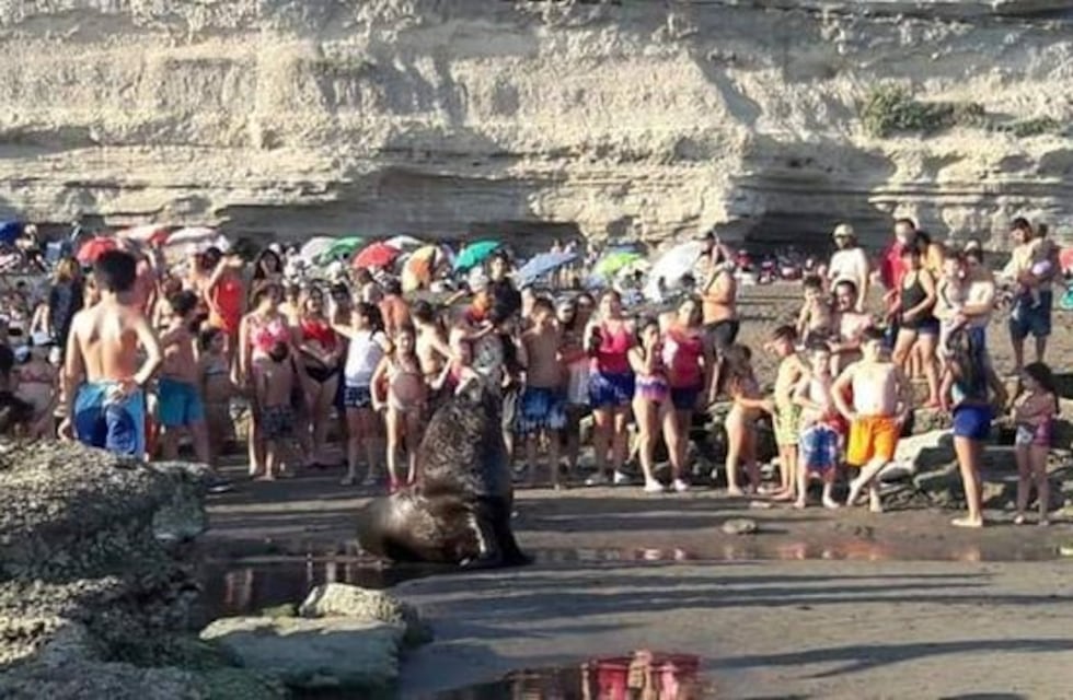 Apareció un lobo marino entre la multitud de gente en las playas de La Lobería