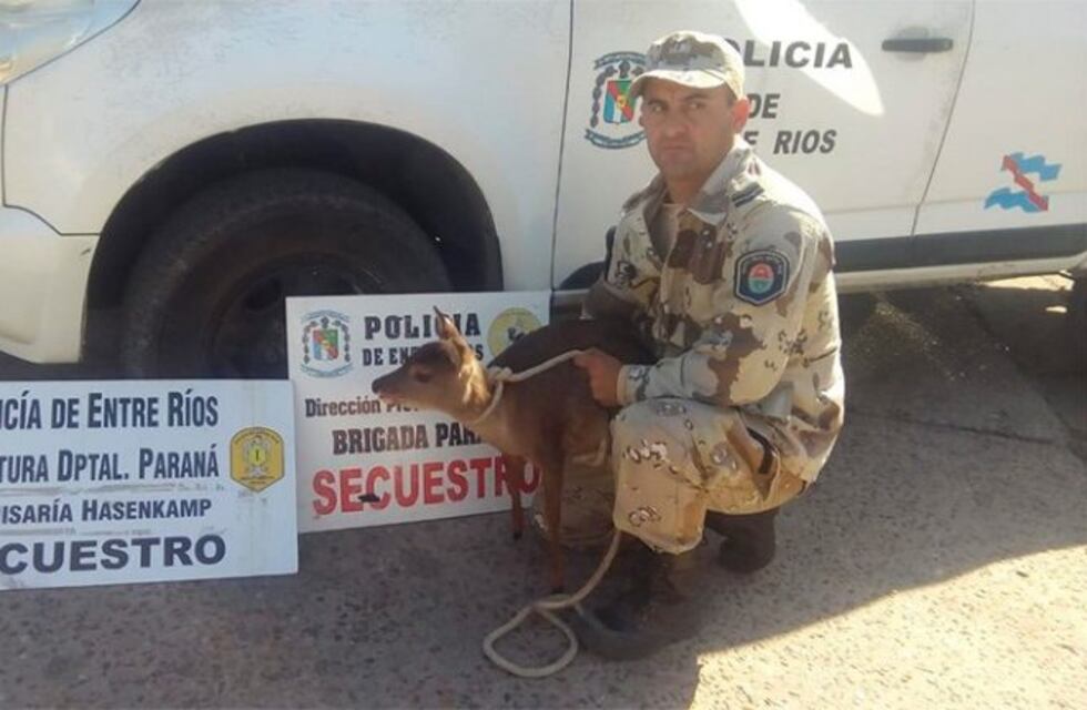 Tenían a un guazuncho atado con una soga en el patio de una vivienda