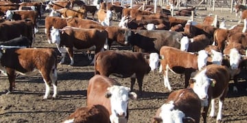 Productores de San Juan