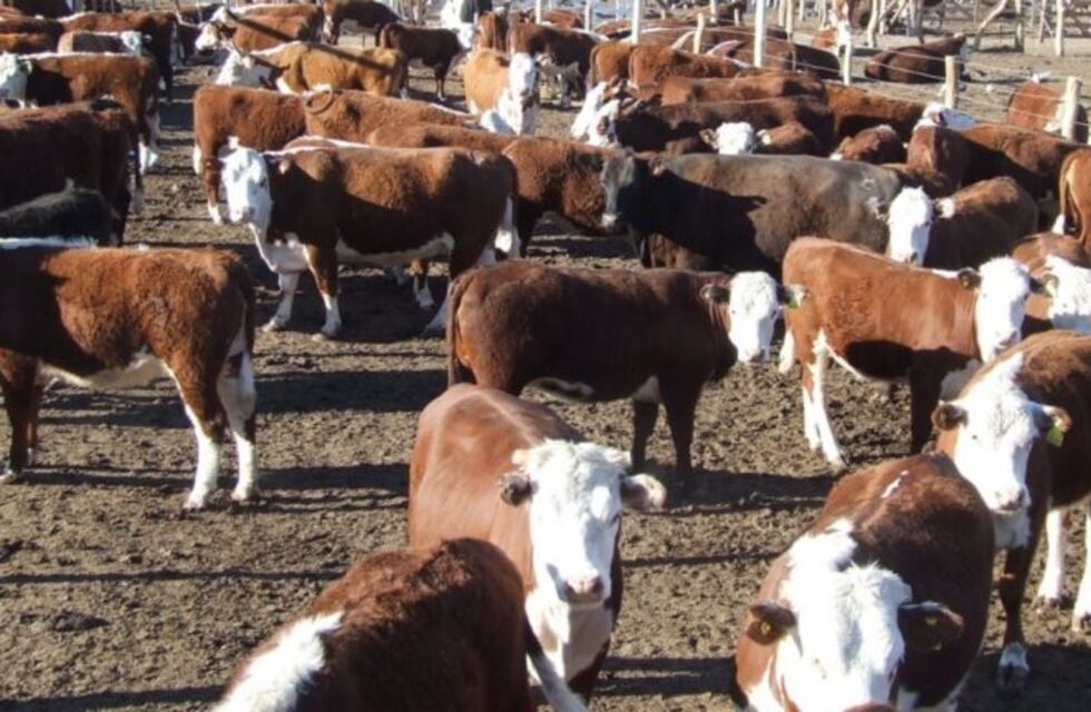 Malestar de productores sanjuaninos contra los protocolos sanitarios de San Luis