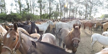 Piden ayuda económica para dar de comer a los caballos abandonados\u002E