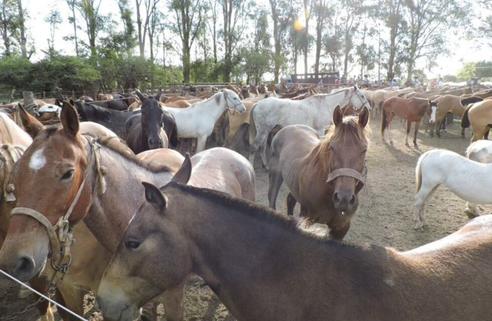 Denuncian abandono animal a las orillas de las vías en el Centro de Las Heras