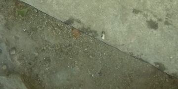 Huellas del gorila en Quines, San Luis\u002E